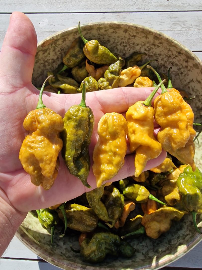 ButterScotch Ghost Scorpion Chilli Seeds