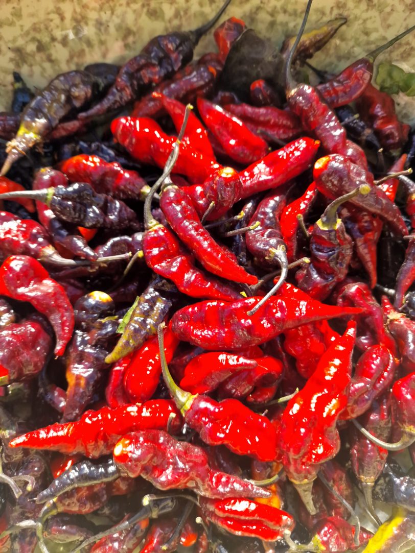 Black Bhut x Naga Python Chilli Seeds - Image 5