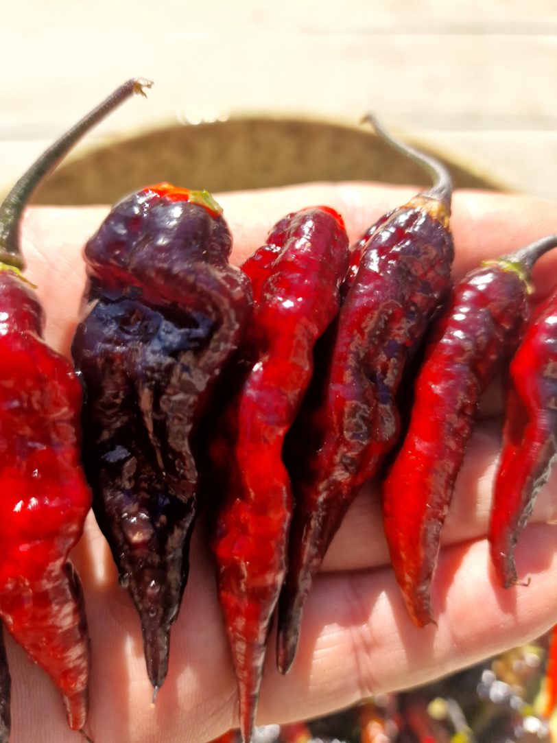 Black Bhut x Naga Python Chilli Seeds - Image 2