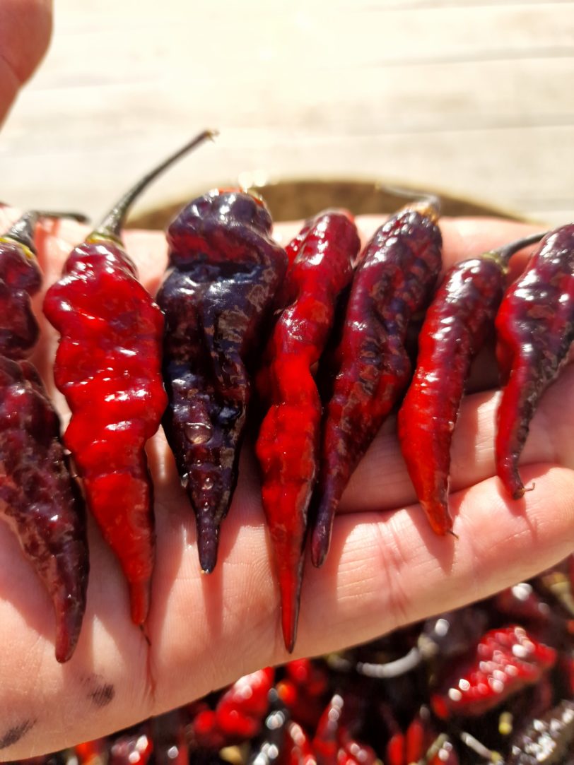 Black Bhut x Naga Python Chilli Seeds