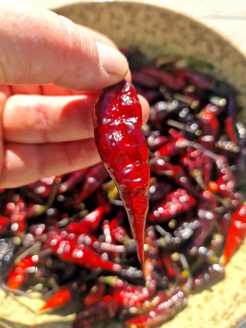 Black Bhut x Naga Python Chilli Seeds - Image 6