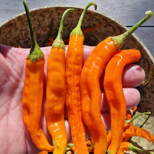 Sill-A-Top Chilli Seeds