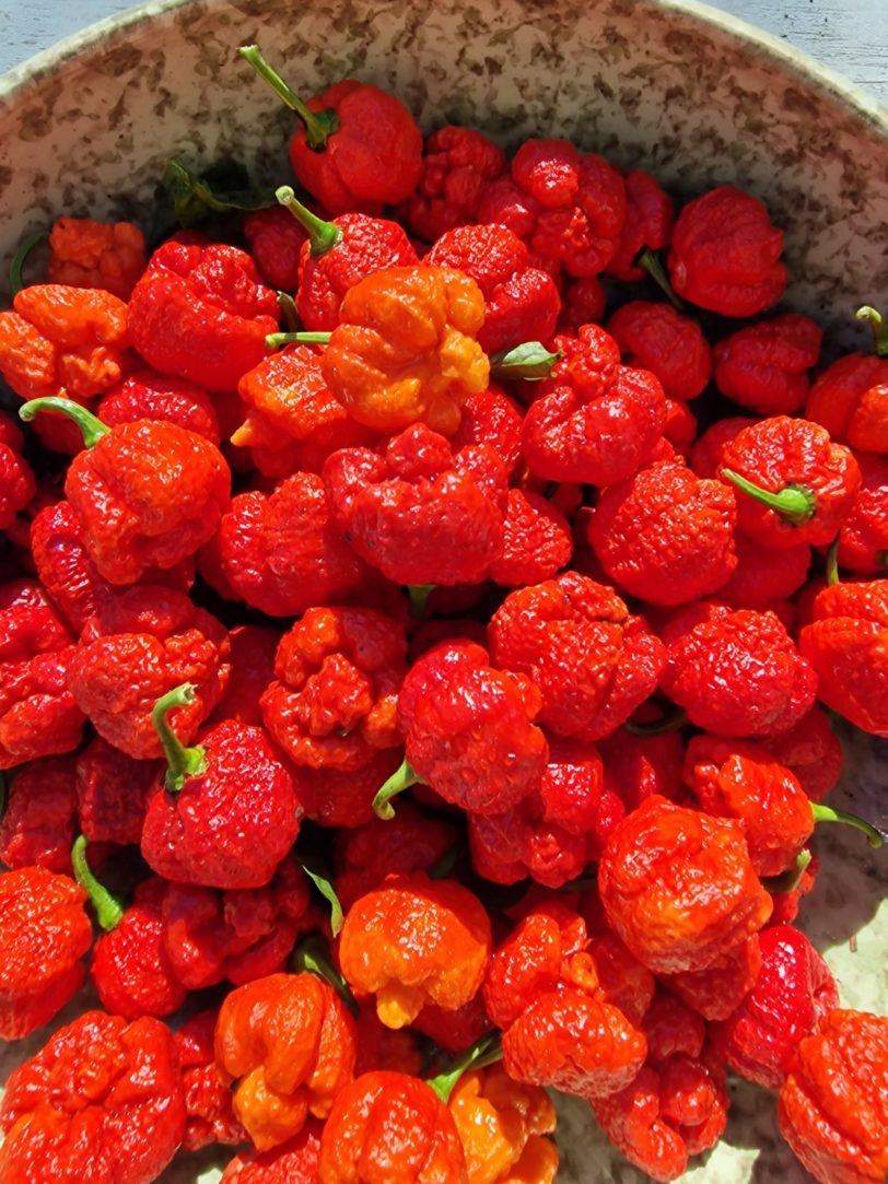 RRC-420 Moruga Scorpion Chilli Seeds - Image 3