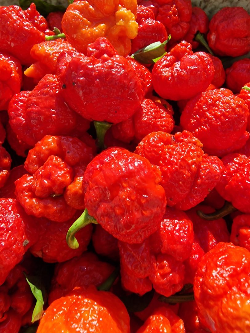 RRC-420 Moruga Scorpion Chilli Seeds - Image 2