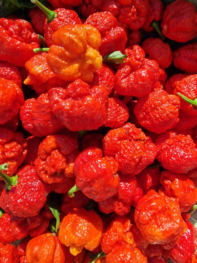 RRC-420 Moruga Scorpion Chilli Seeds - Image 4