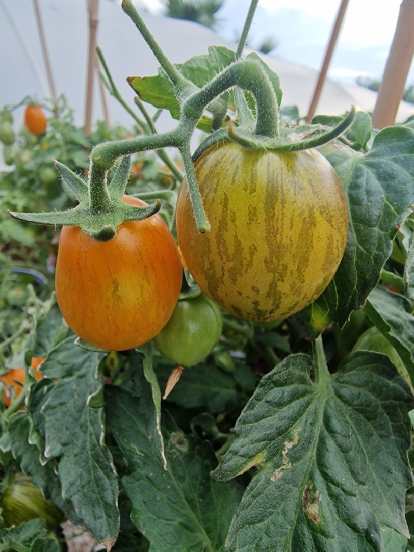 Golden Hour Micro Dwarf Tomato Seeds - Image 4