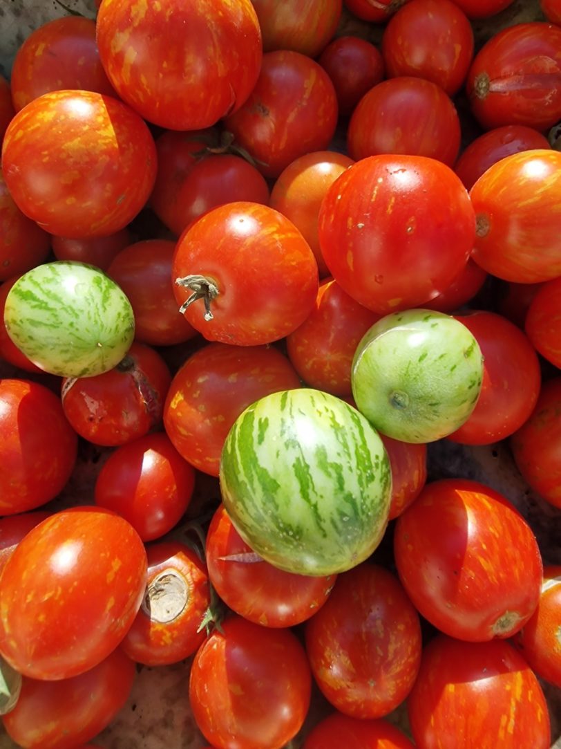 Tiny Tiger Micro Dwarf Tomato Seeds - Image 5