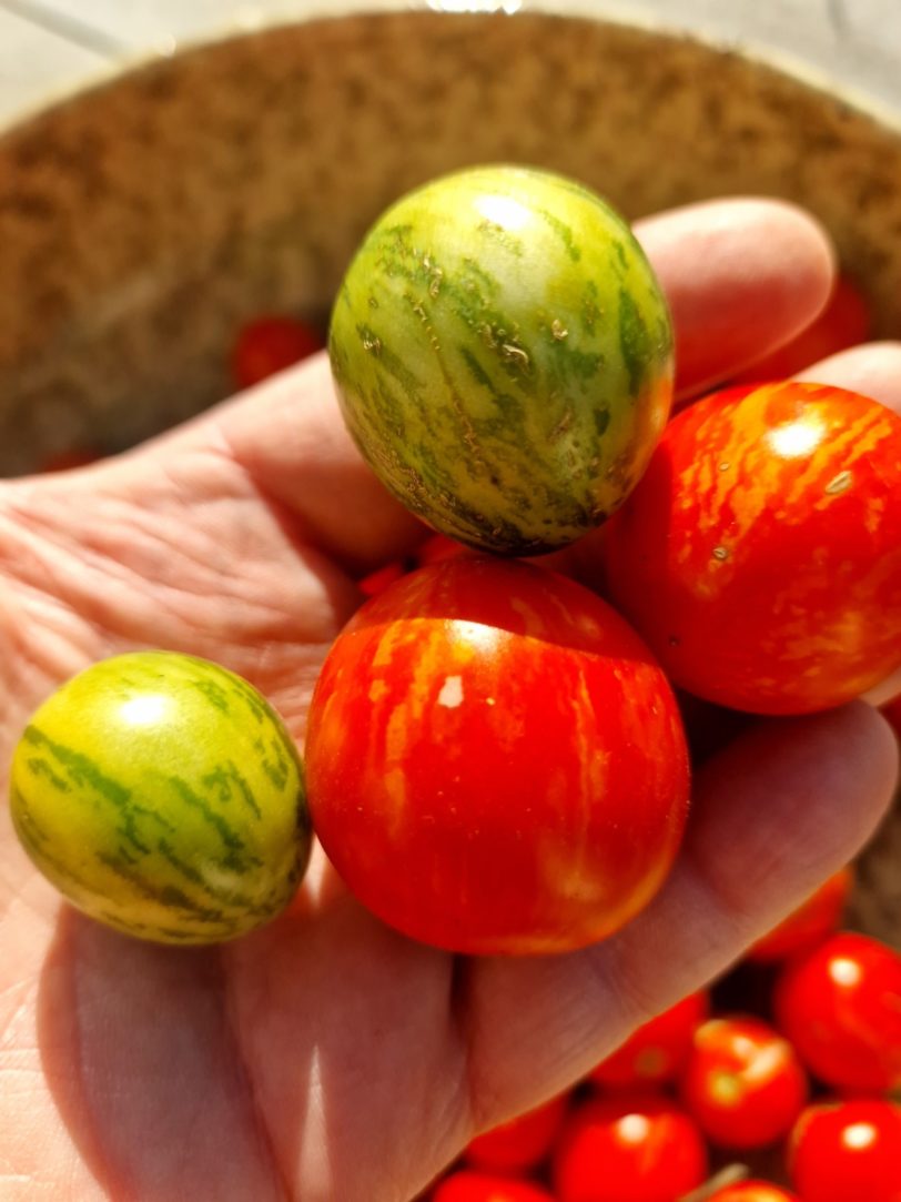 Tiny Tiger Micro Dwarf Tomato Seeds - Image 10