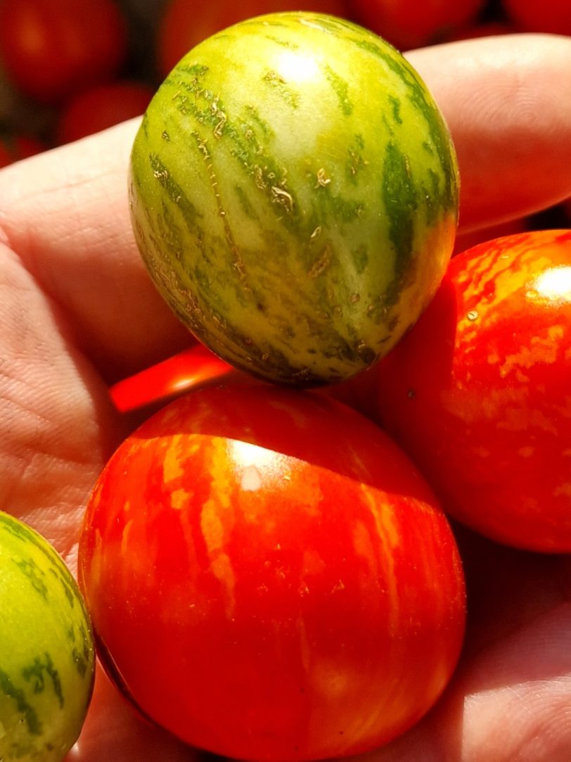 Tiny Tiger Micro Dwarf Tomato Seeds - Image 11