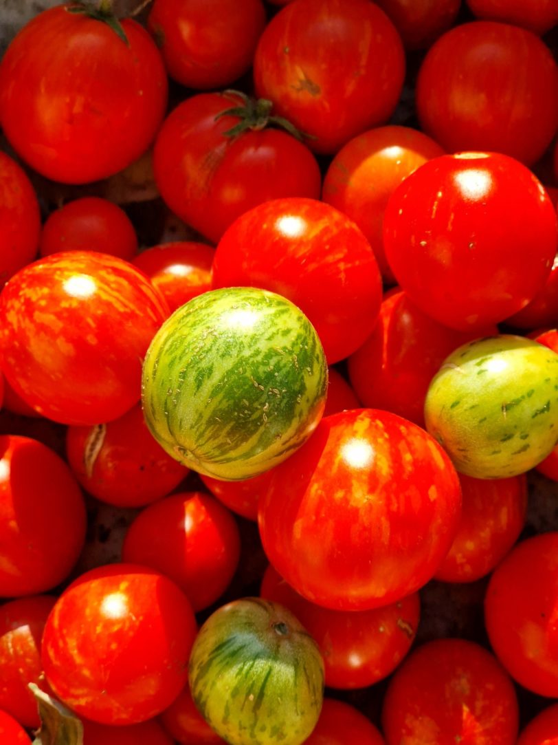 Tiny Tiger Micro Dwarf Tomato Seeds - Image 3