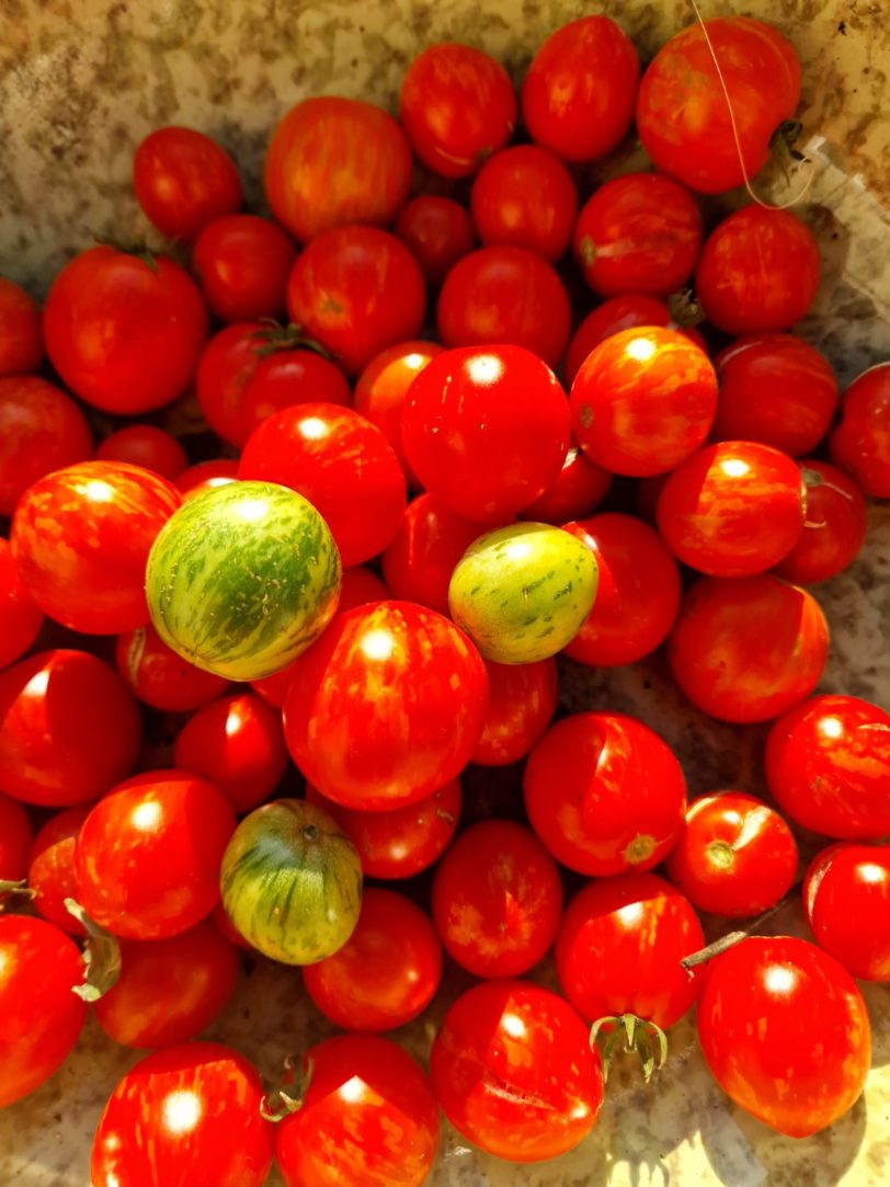 Tiny Tiger Micro Dwarf Tomato Seeds - Image 6