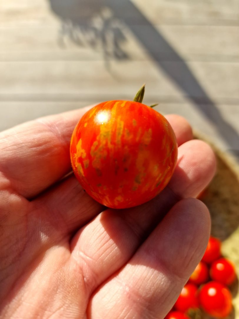 Tiny Tiger Micro Dwarf Tomato Seeds - Image 12