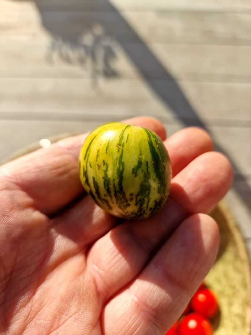 Tiny Tiger Micro Dwarf Tomato Seeds - Image 7