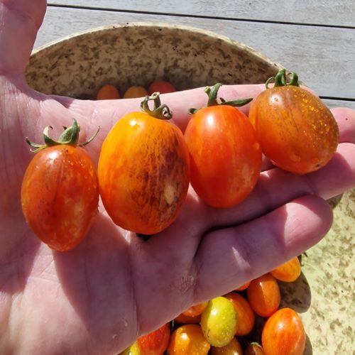 Golden Hour Micro Dwarf Tomato Seeds