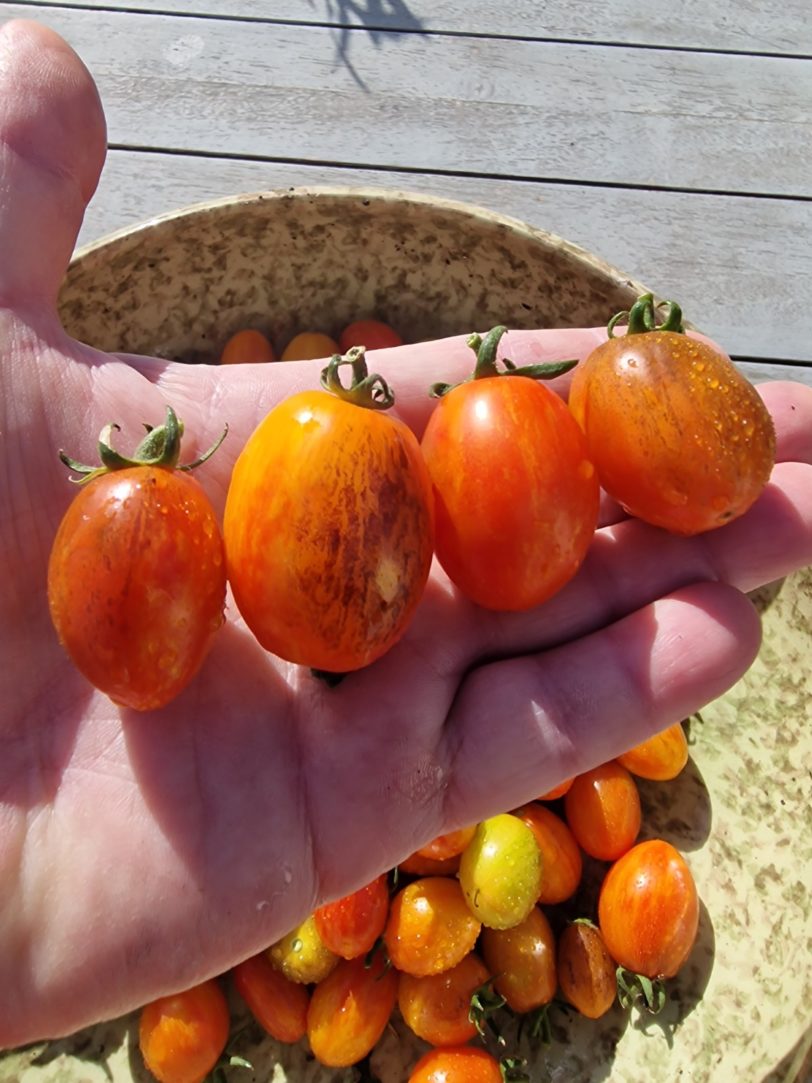 Golden Hour Micro Dwarf Tomato Seeds