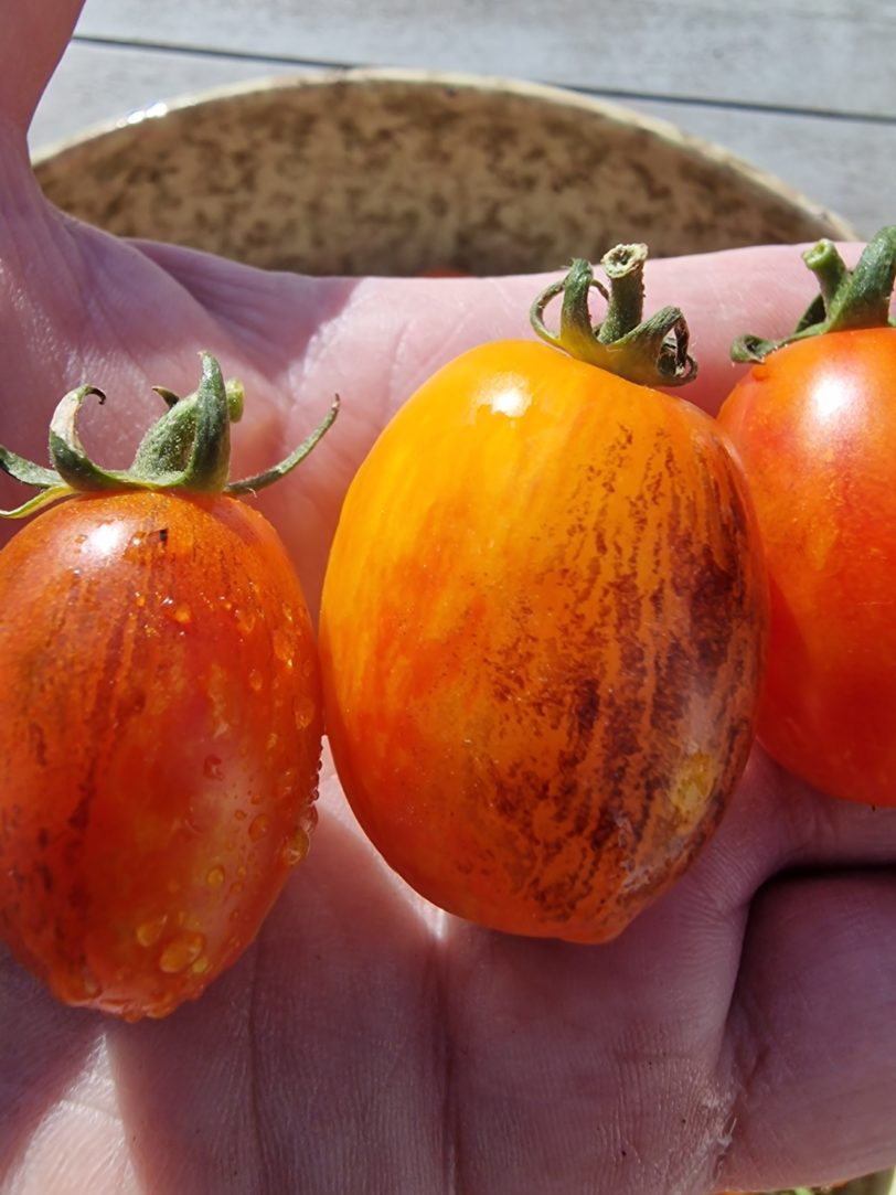 Golden Hour Micro Dwarf Tomato Seeds - Image 7