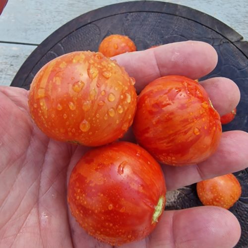 Tigret Red Micro Dwarf Tomato Seeds