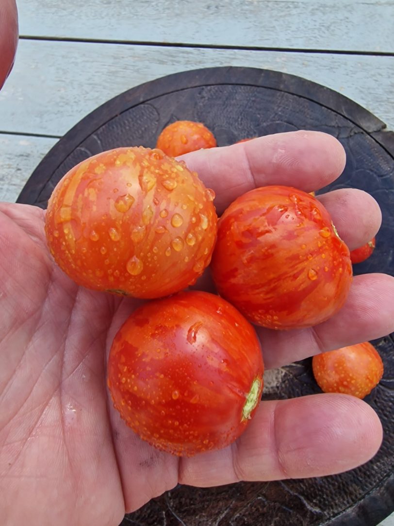 Tigret Red Micro Dwarf Tomato Seeds