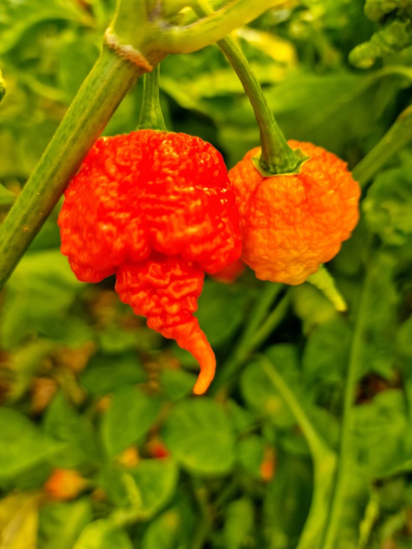 RB003 Arby Chilli Seeds - Image 9