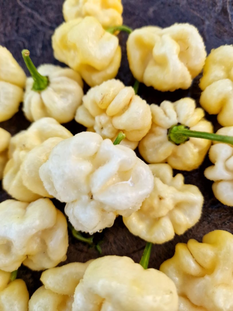 Scotch Bonnet White Chilli Seeds - Image 4