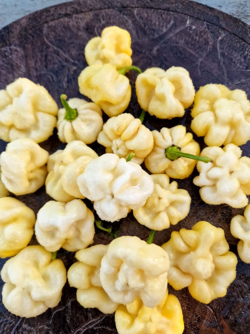 Scotch Bonnet White Chilli Seeds - Image 3