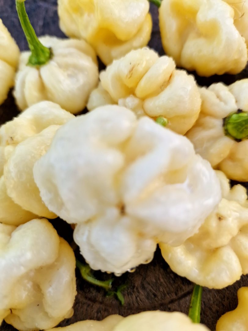 Scotch Bonnet White Chilli Seeds - Image 2