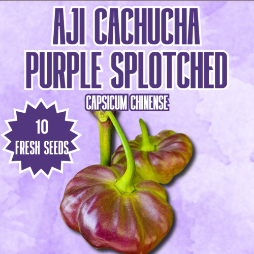 Aji Cachucha Purple Splotched Pepper Seeds