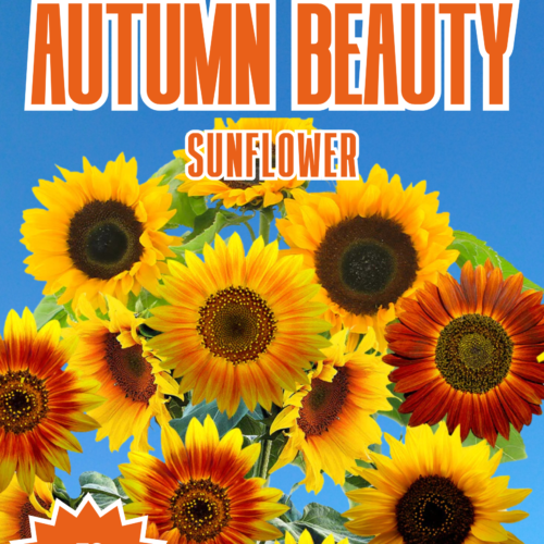 Autumn Beauty Sunflower Seeds