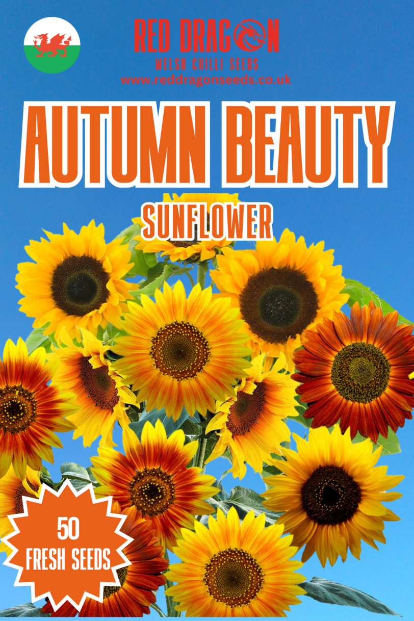 Autumn Beauty Sunflower Seeds