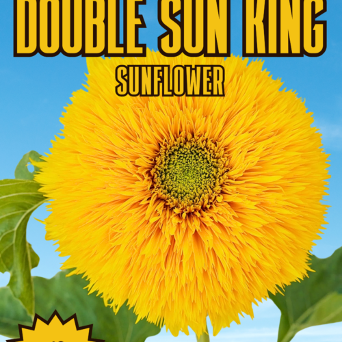 Double Sun King Sunflower Seeds