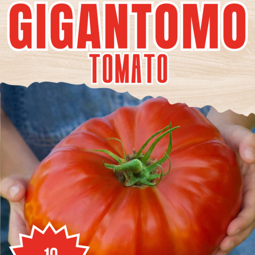 Gigantomo F1 Tomato Seeds