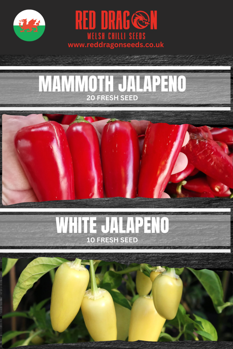 Jalapeno Double Pack