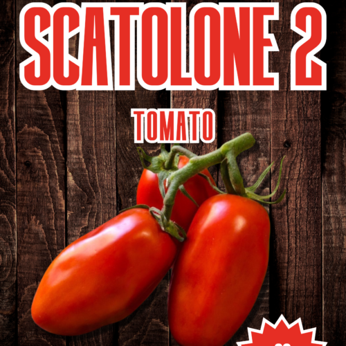 Scatolone 2 Tomato Seeds