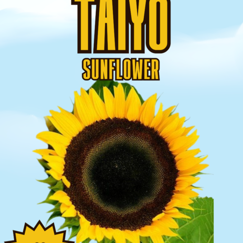 Taiyo Sunflower Seeds