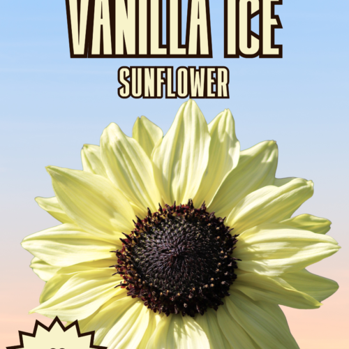 Vanilla Ice Sunflower Seeds