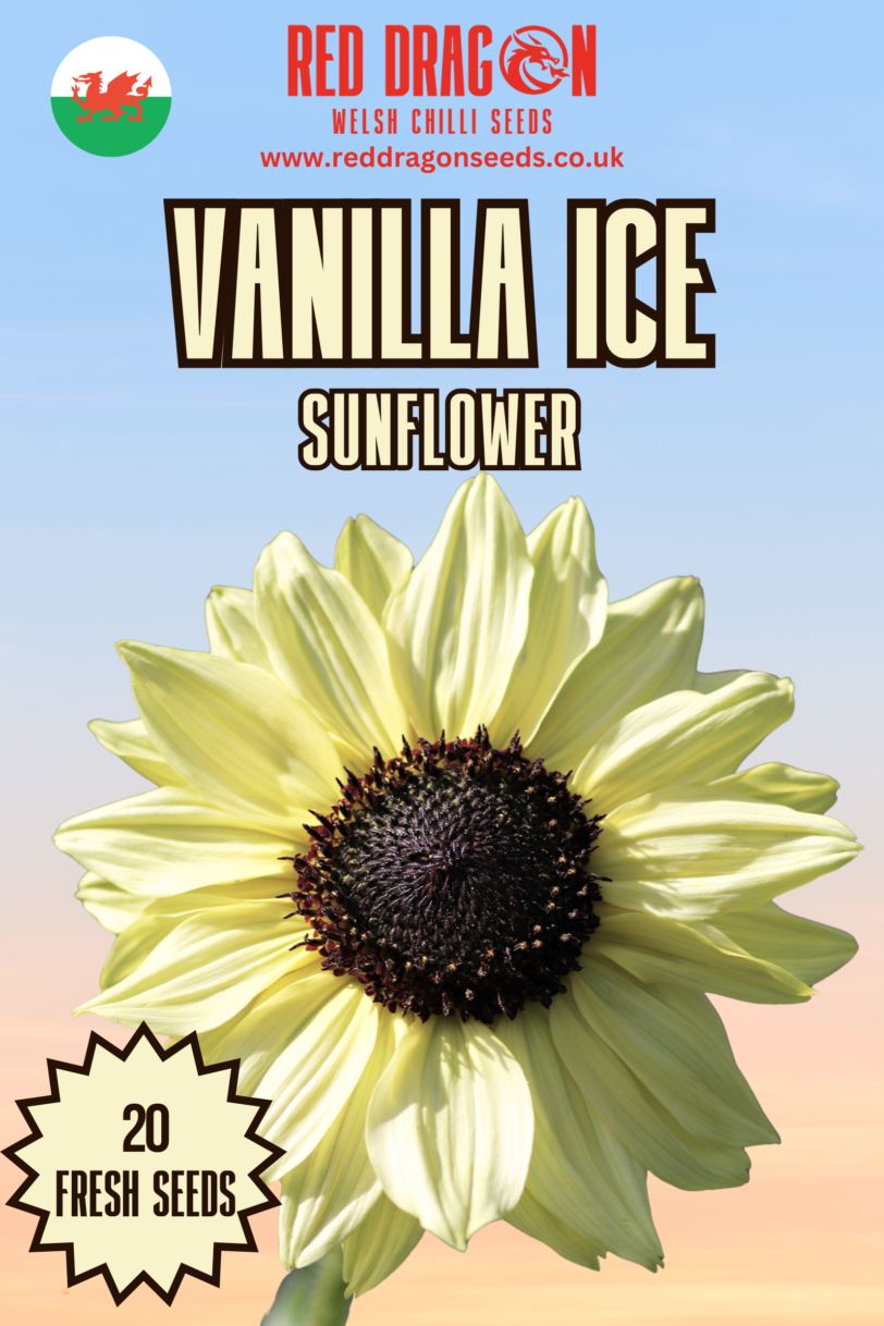 Vanilla Ice Sunflower Seeds