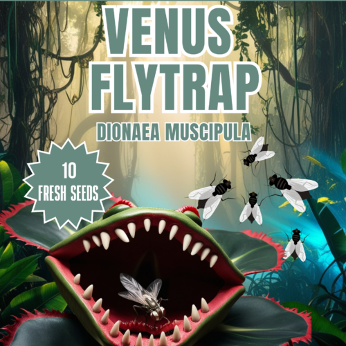 Venus Flytrap Seeds