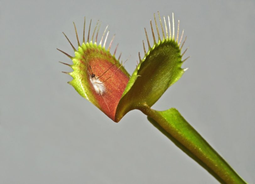 Venus Fly Trap Seeds - Image 5