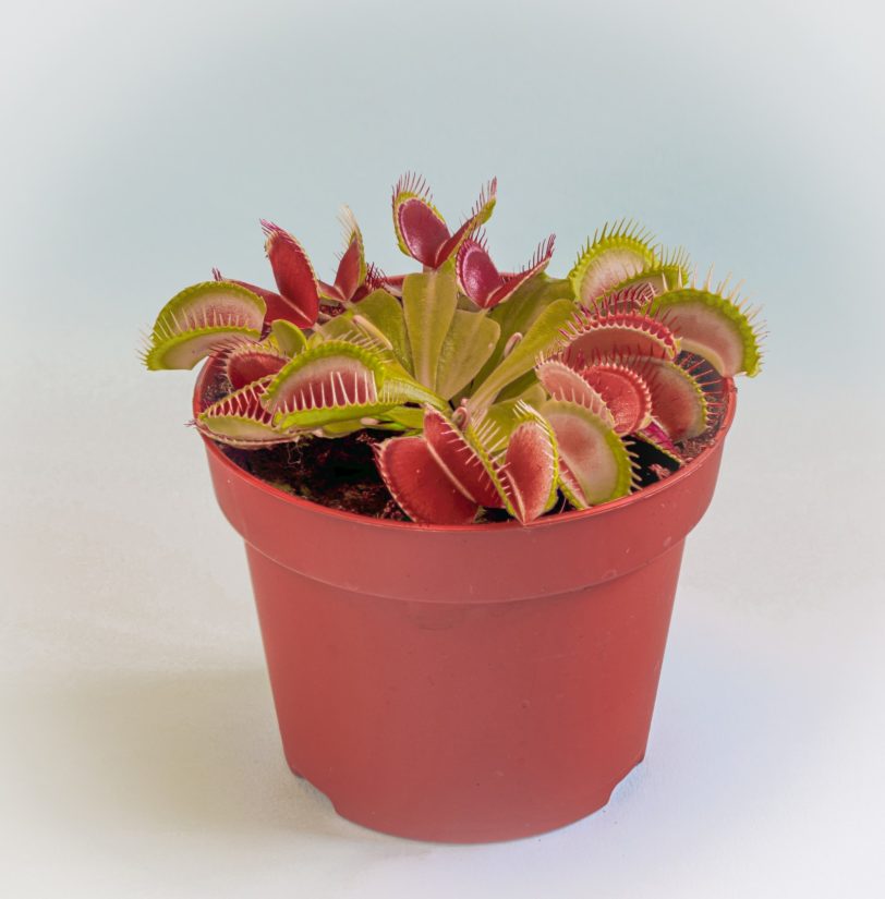 Venus Fly Trap Seeds - Image 6