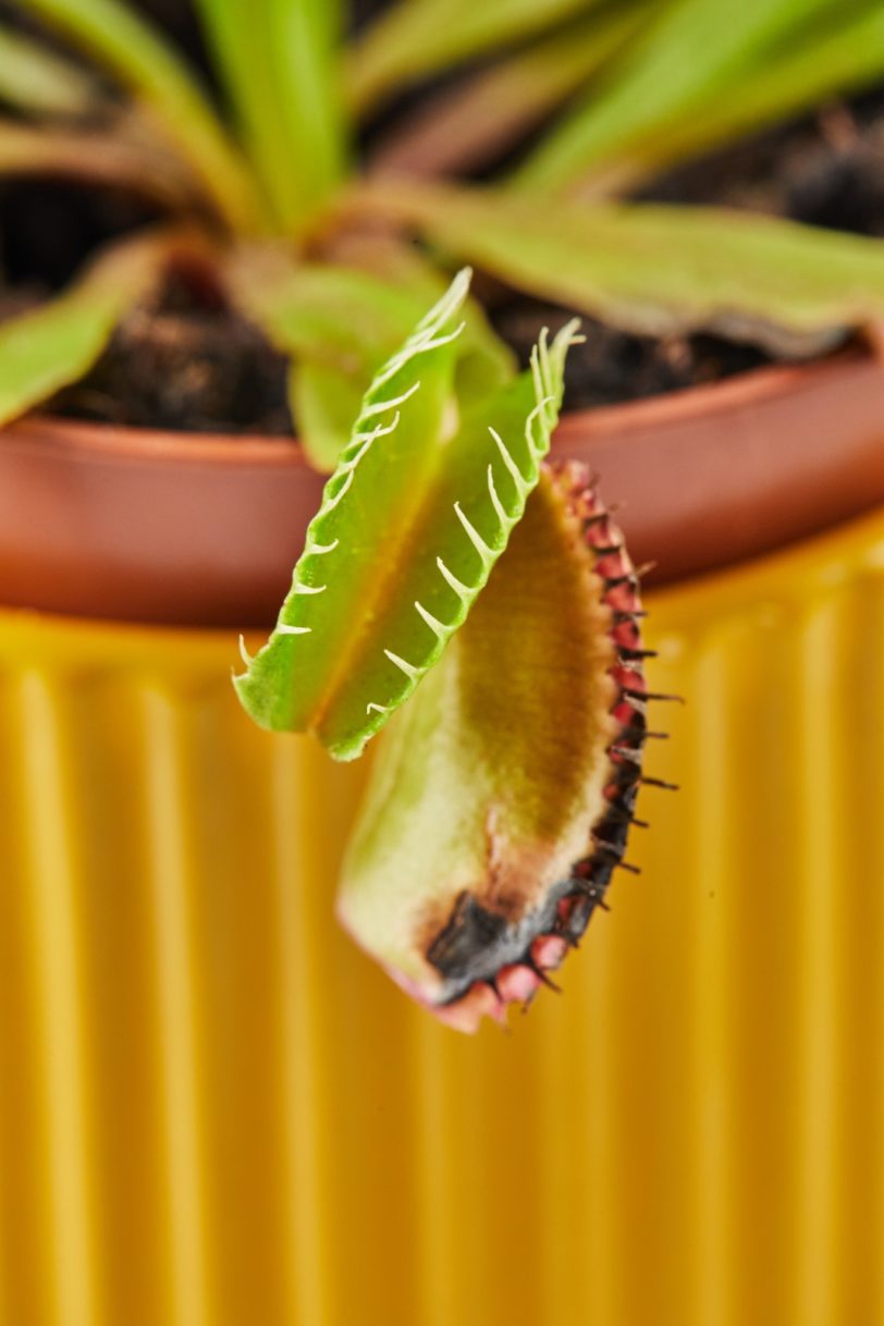 Venus Fly Trap Seeds - Image 2