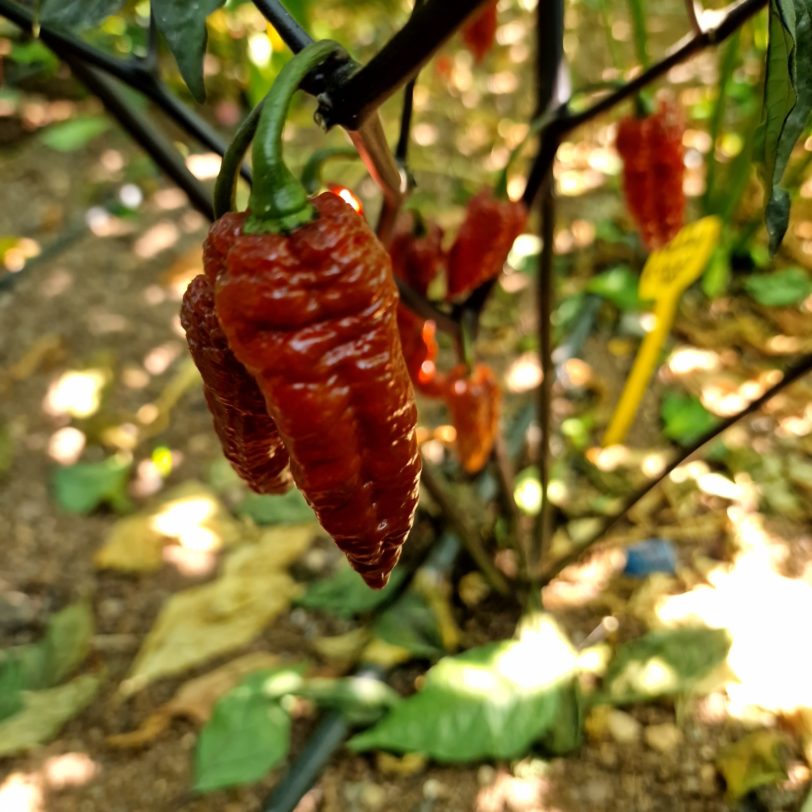 Faddas Crazy Boy Red Chilli Seeds - Image 7