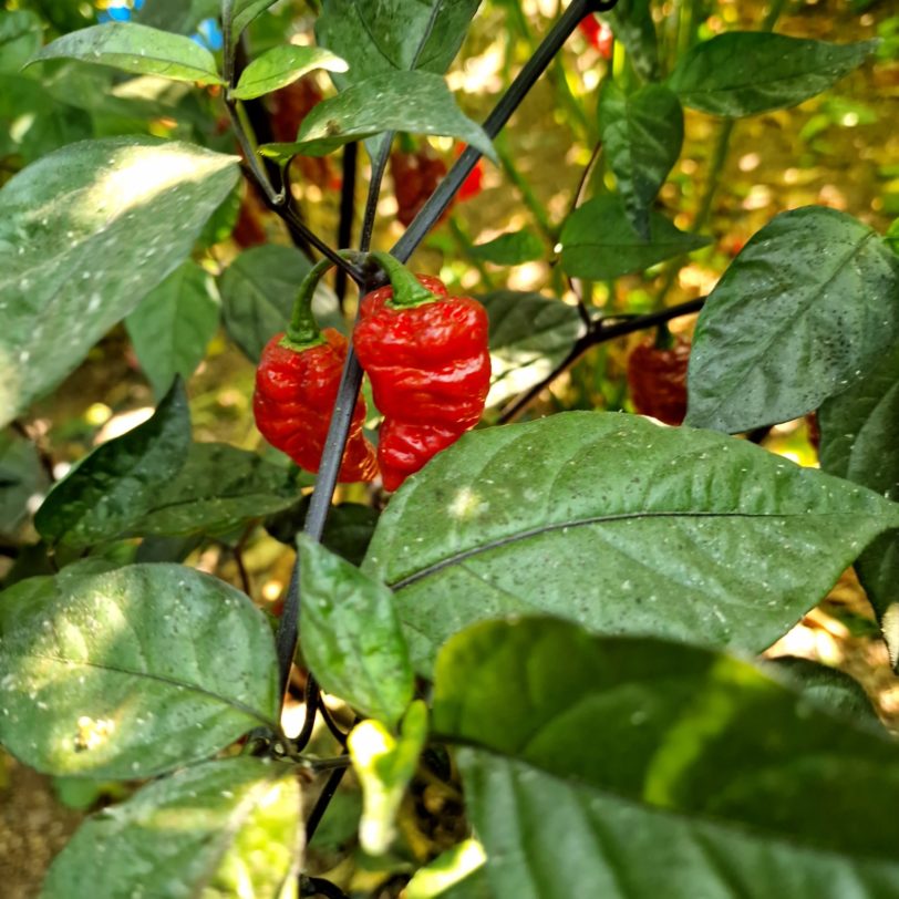 Faddas Crazy Boy Red Chilli Seeds - Image 6