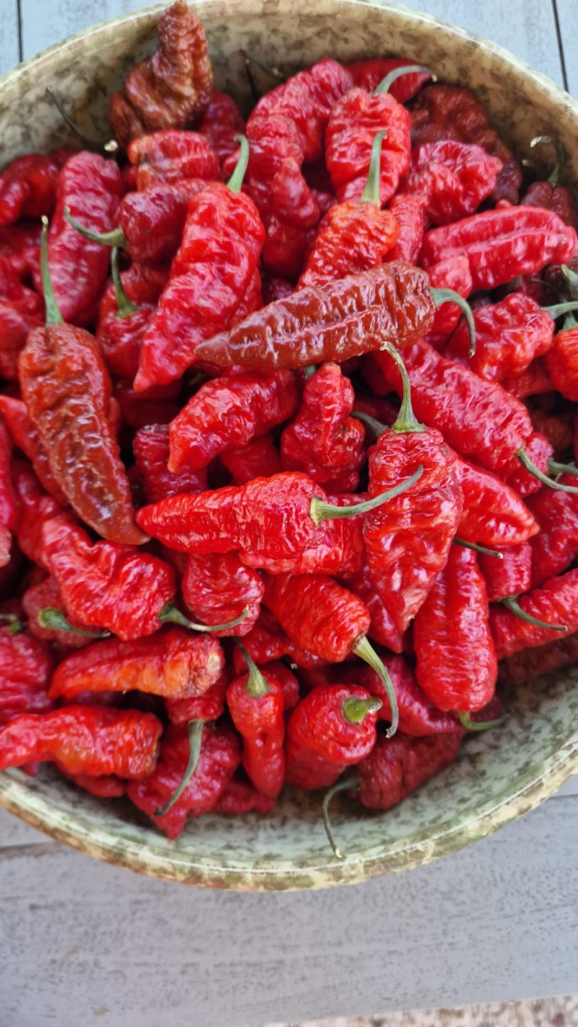 Faddas Crazy Boy Red Chilli Seeds - Image 3