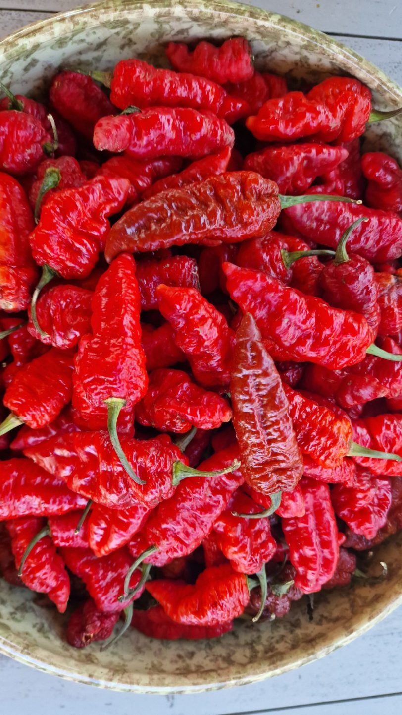 Faddas Crazy Boy Red Chilli Seeds - Image 2