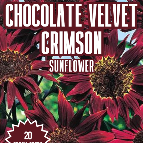 Chocolate Velvet Crimson Sunflower Seeds