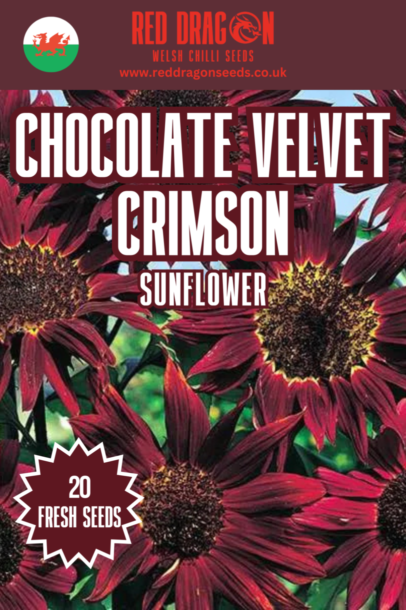 Chocolate Velvet Crimson Sunflower Seeds