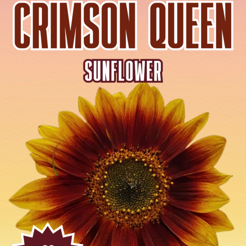 Crimson Queen Sunflower Seeds