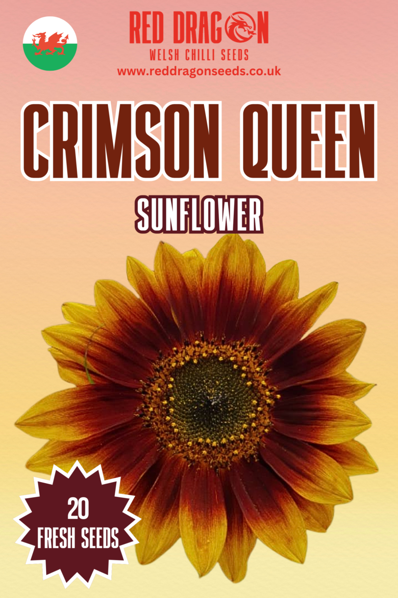 Crimson Queen Sunflower Seeds