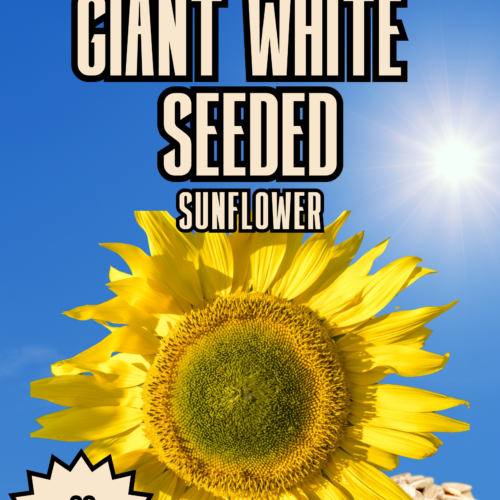 Giant White Seeded Sunflower Seeds