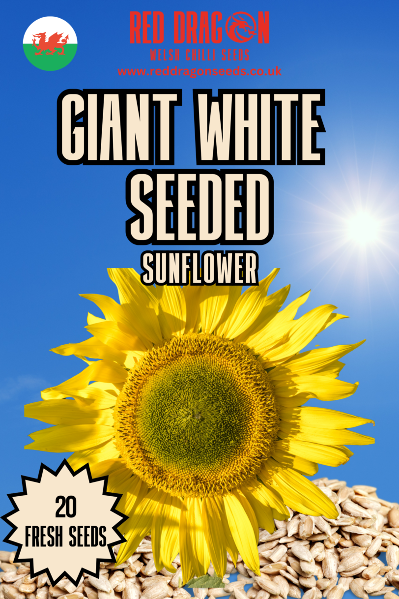 Giant White Seeded Sunflower Seeds